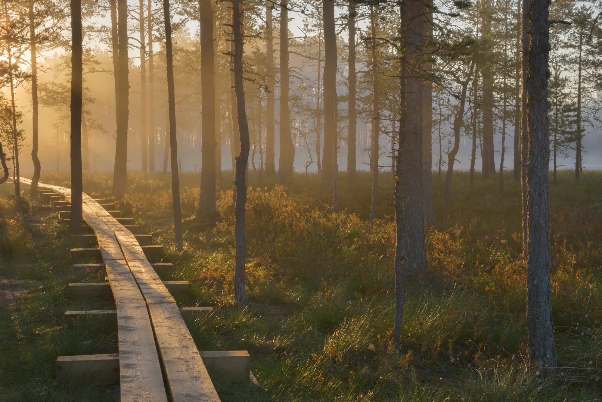 A wooden boardwalk winding through Viru Bog among pines in golden morning mist, Lahemaa National Park, Estonia